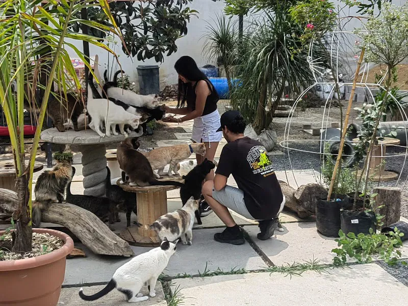 Antigua Cat Cafe Antigua Guatemala photo 3