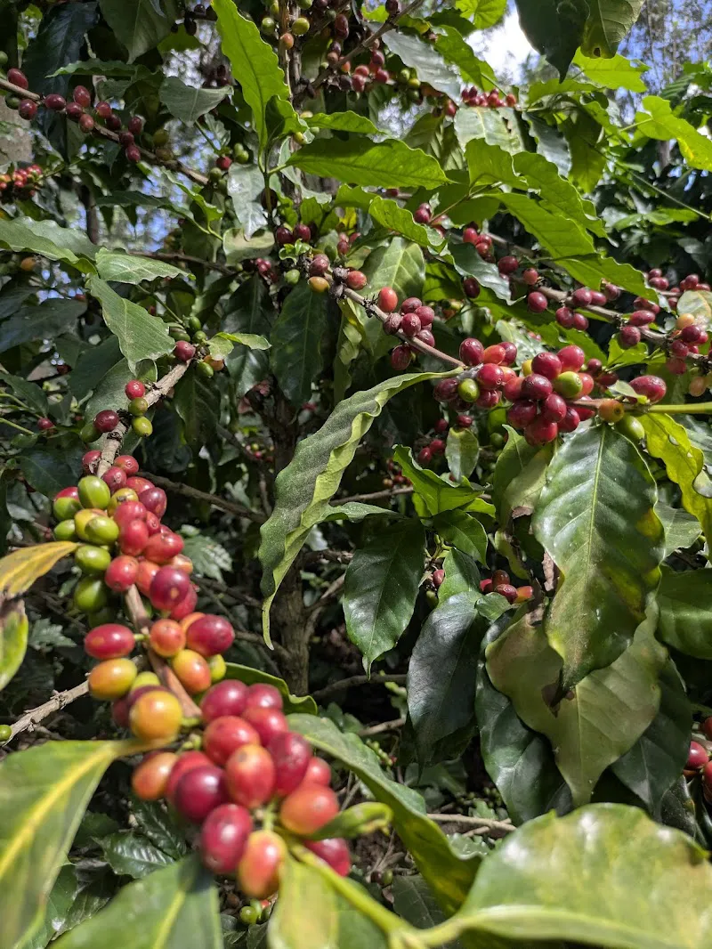La Azotea Coffee Farm & Museum Antigua Guatemala photo 4
